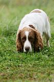 SPRINGER SPANIEL 095